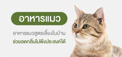 อาหารแมว